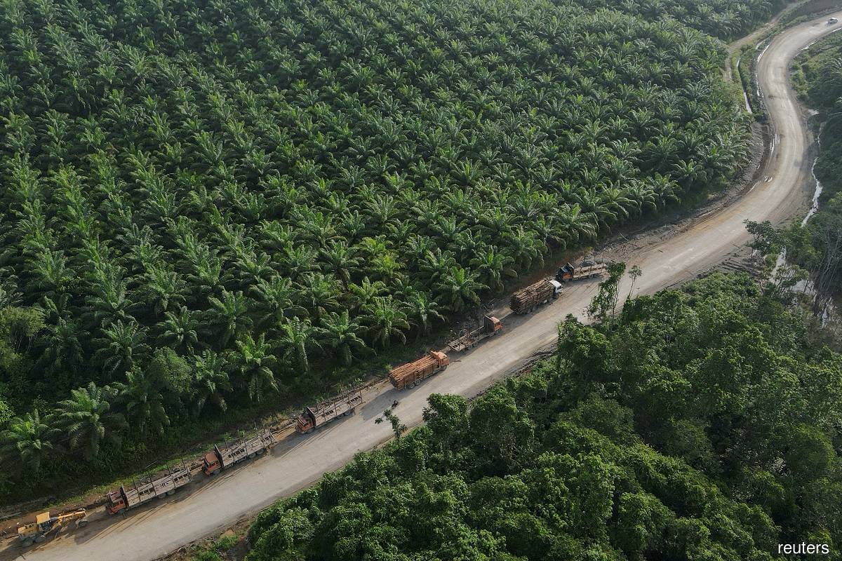 Trucks are seen near a palm oil plantation at a village located near Indonesia's projected new capital, known as Nusantara National Capital, in Sepaku, East Kalimantan province March 8, 2023. (Reuters pic)